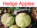 Hedge Apples in Millwood, WV Hedge Apples in Millwood, WV